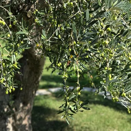 Su Cannonariu Διαμέρισμα Orosei